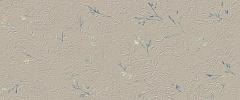 True Color Wind Flower Matt 50 120