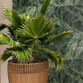 Verde Tikal