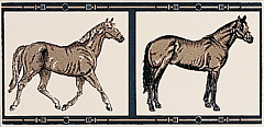 B HOR 08 horses su panna 10 20